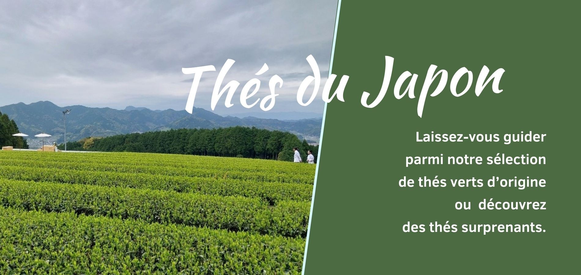 Thés du japon
