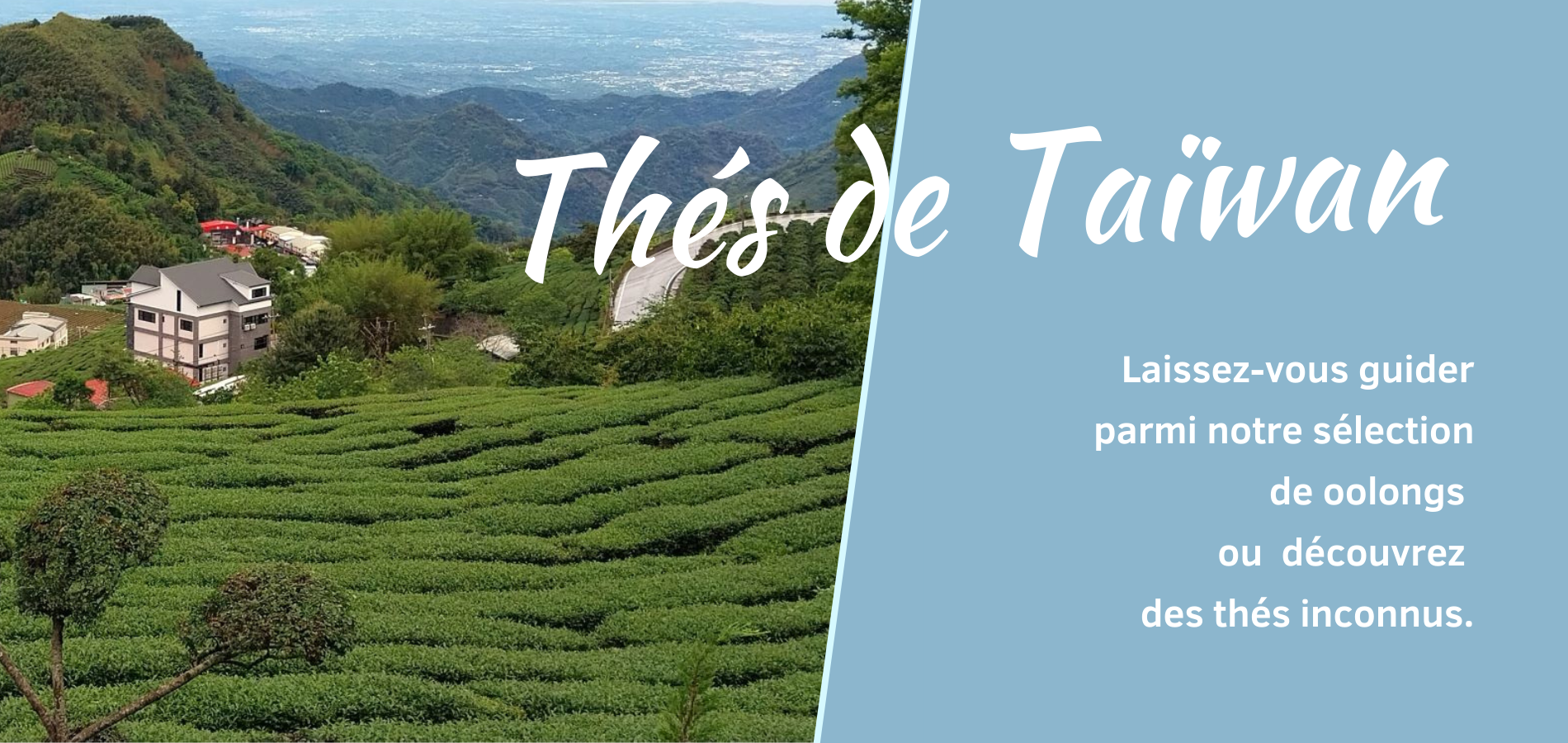 Thés de Taïwan